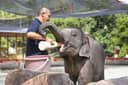 Kuala : Sanctuaire des éléphants de Kuala Gandah