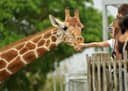 Giraffe Centre Nairobi